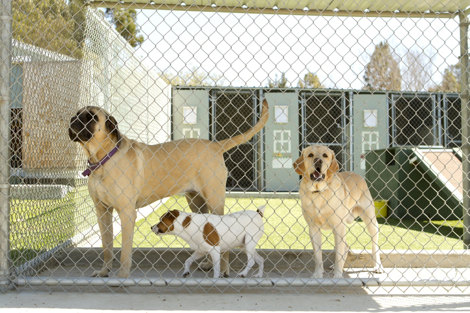 Choosing a Boarding Kennel for Your Dog