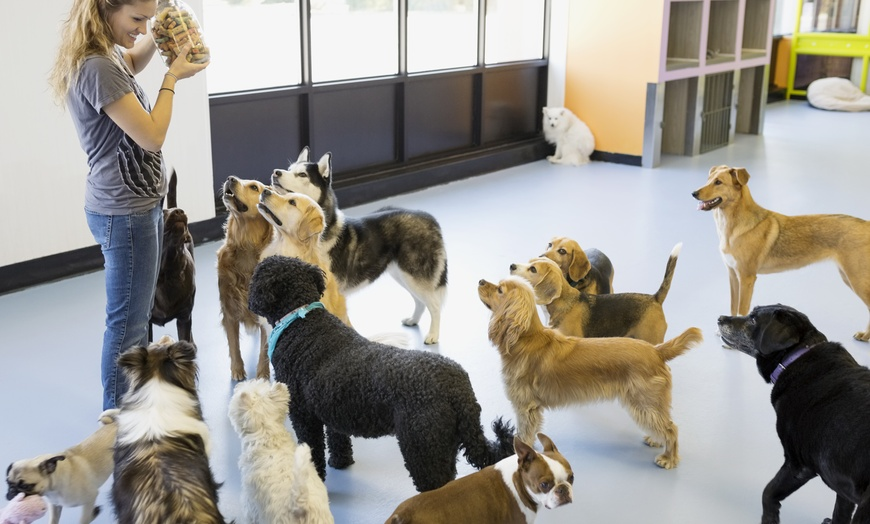How To Prepare Your Dog For Boarding kennel