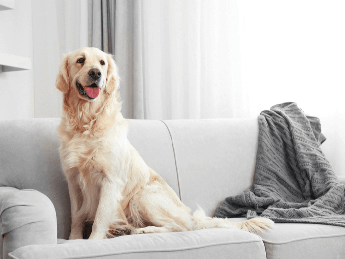 How To Get Rid of Dog Hair In House
