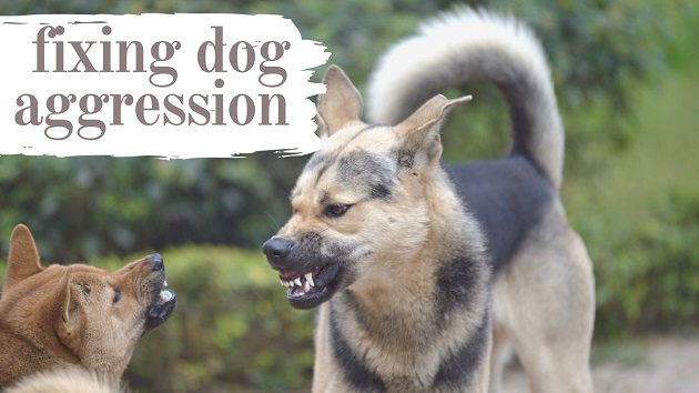 Dog Aggression Towards Other Dogs