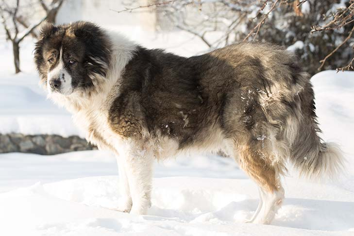 Caucasian Ovcharka: Most Dangerous Dogs In The World