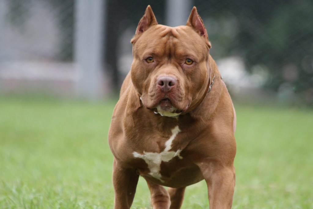 Pit Bull: most dangerous dog in the world