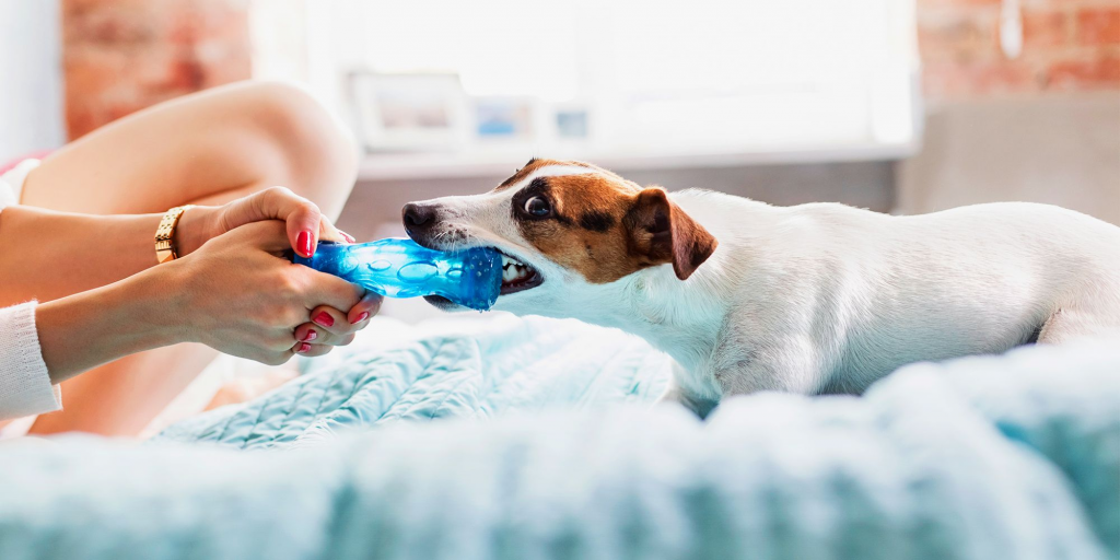 How To Pick The Safest Toys For Pets