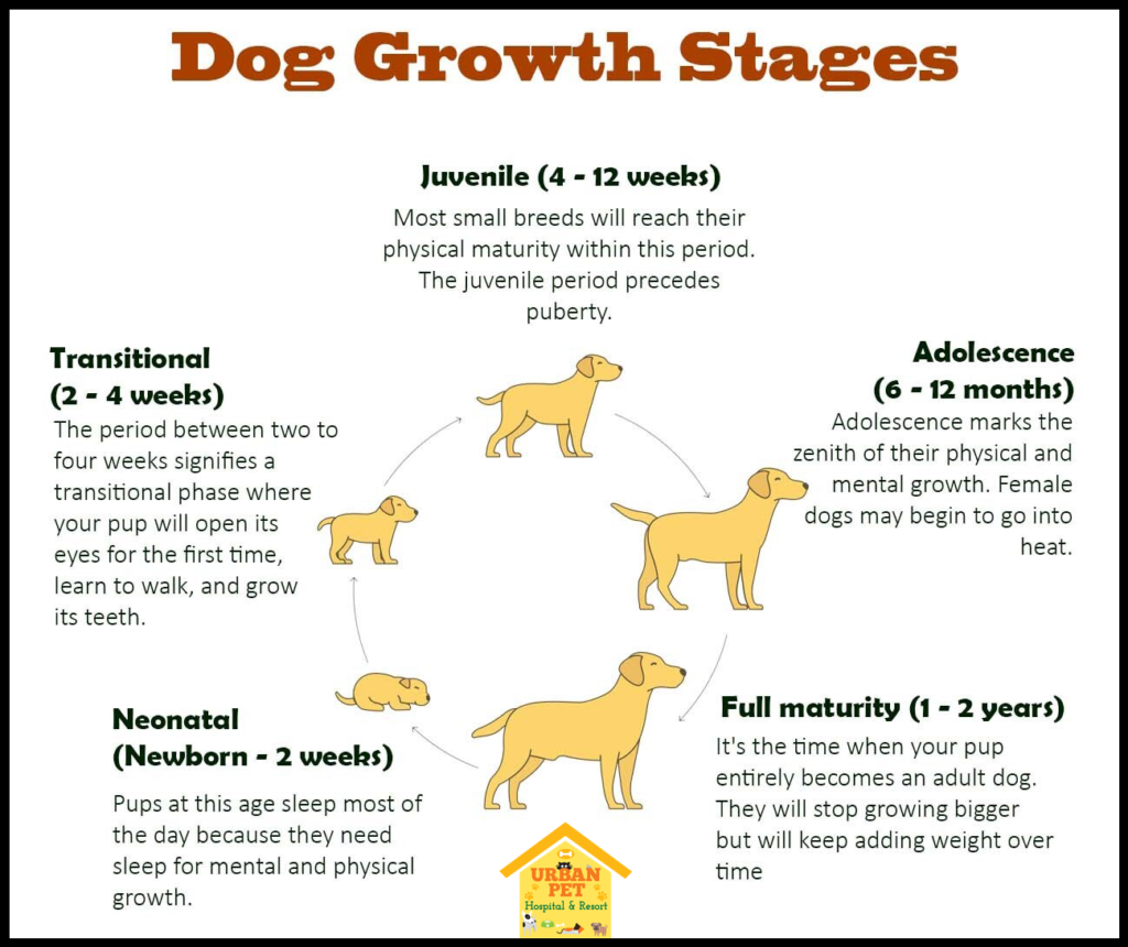 At What Age Do Dogs Stop Growing
