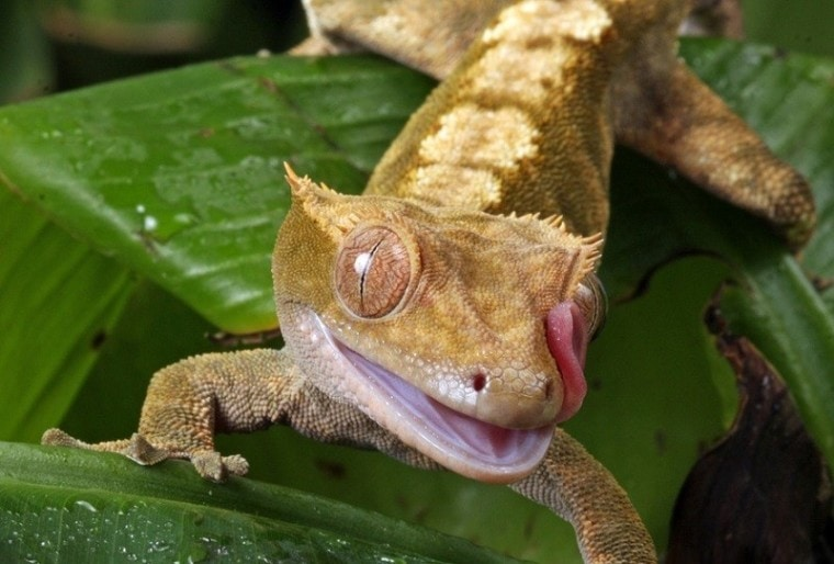 Crested gecko: Animal Boarding near Me
