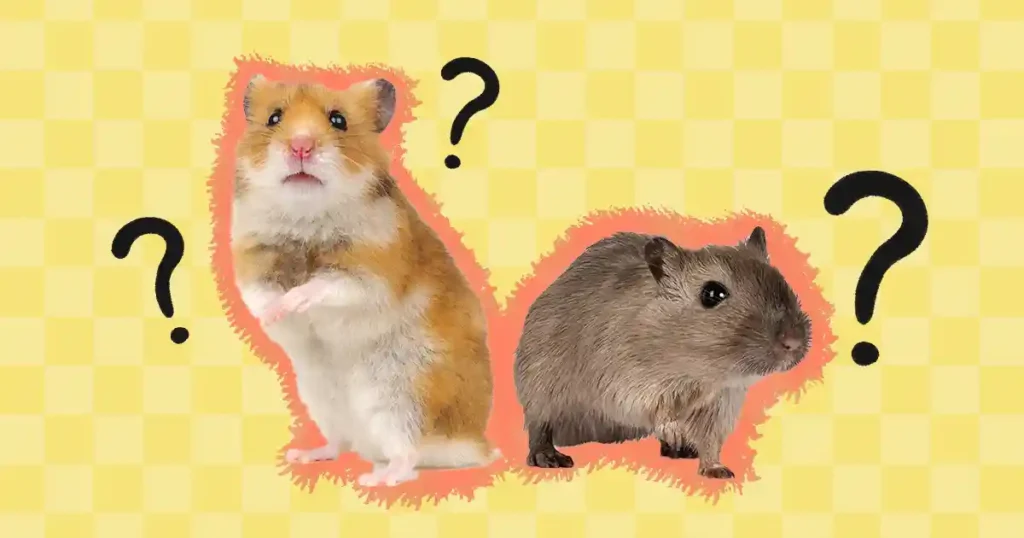 Hamsters vs Gerbils