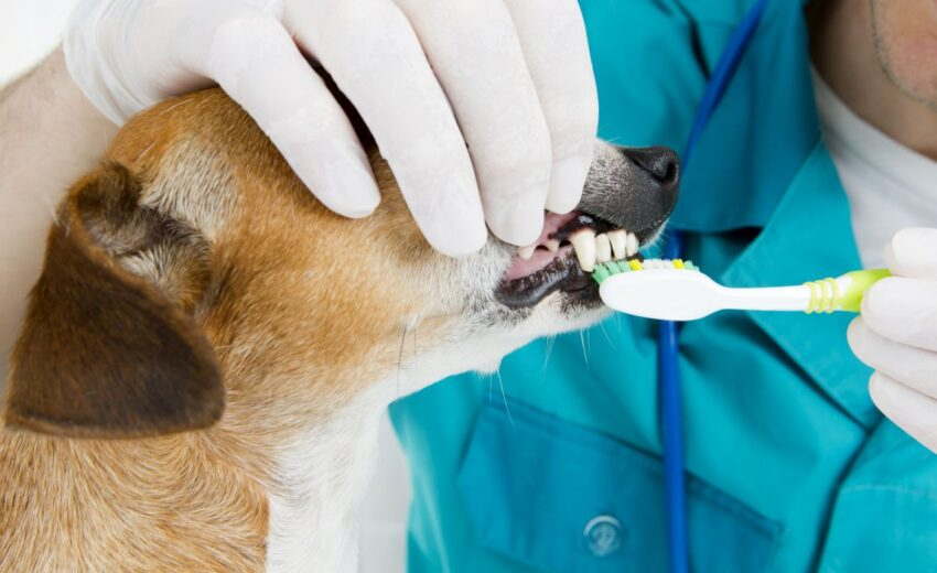 How Much Does Dog Teeth Cleaning Cost