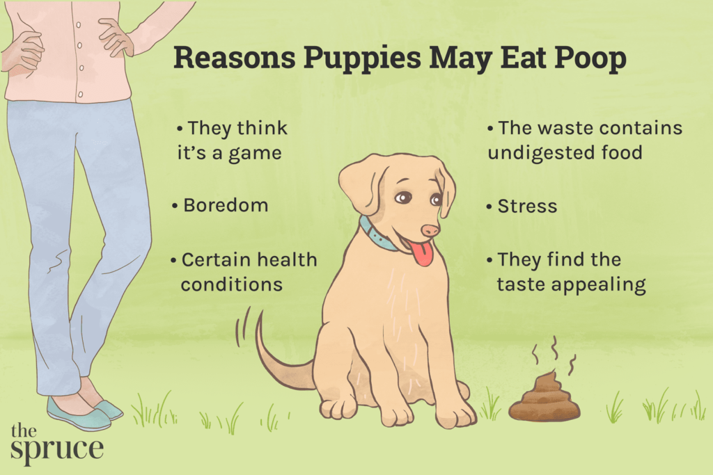 reasons why your puppy eats poop